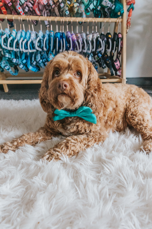 Dog Sailor Bow - Wag Your Teal