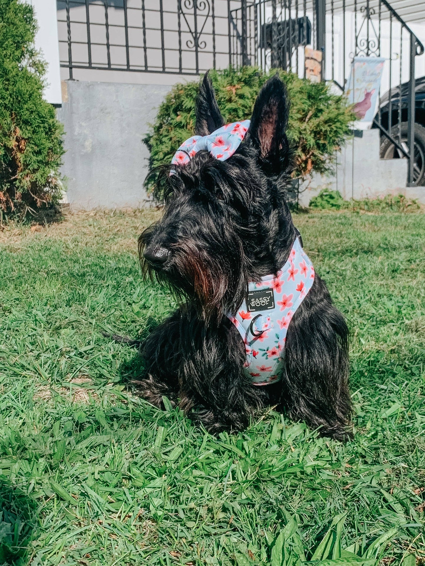 Dog Bowtie - Sakura