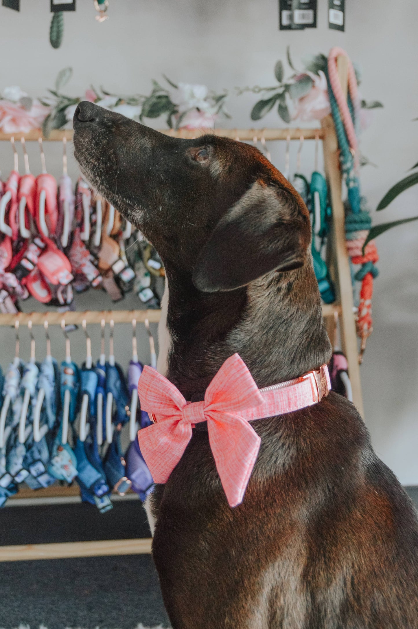 Dog Sailor Bow - Dolce Rose