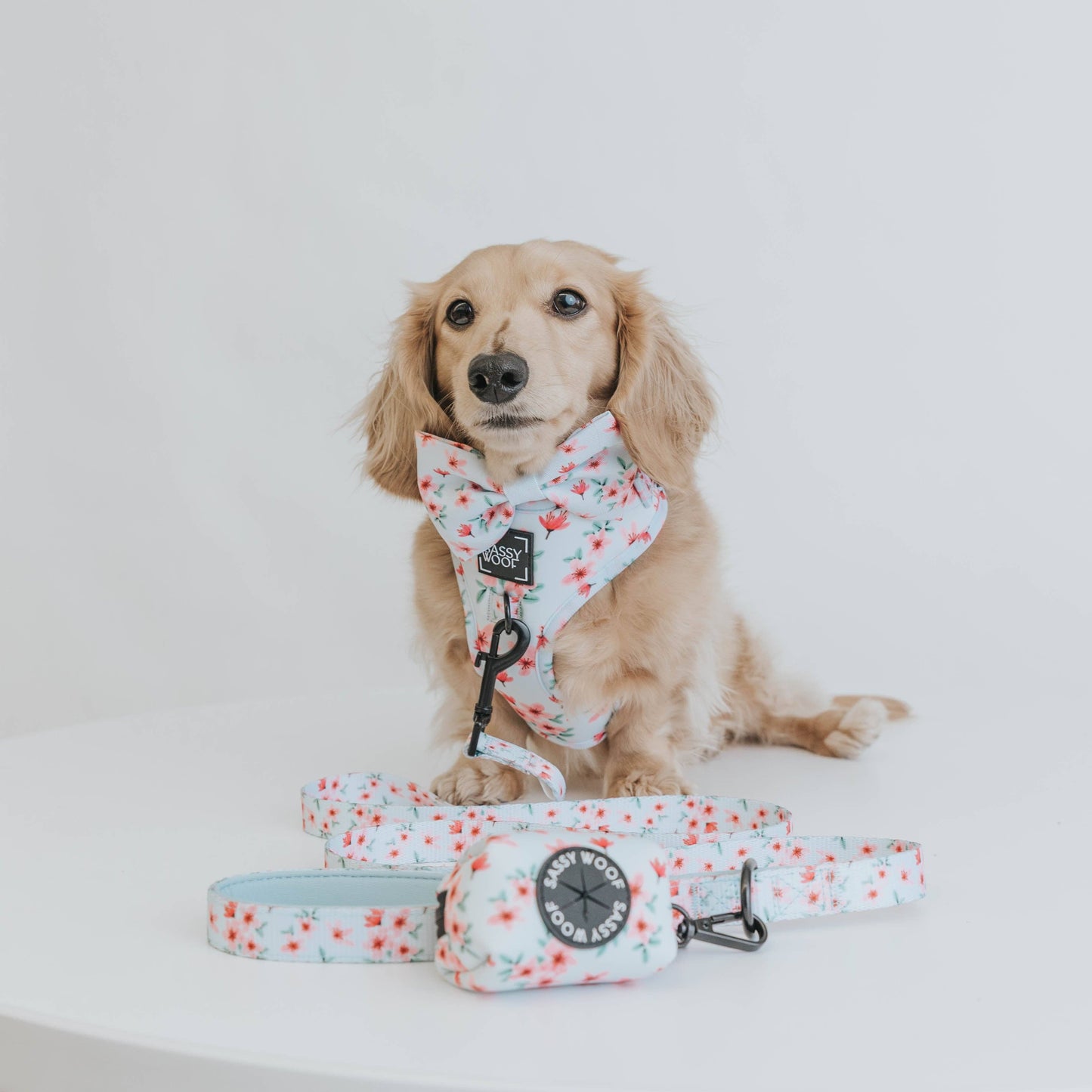Dog Bowtie - Sakura