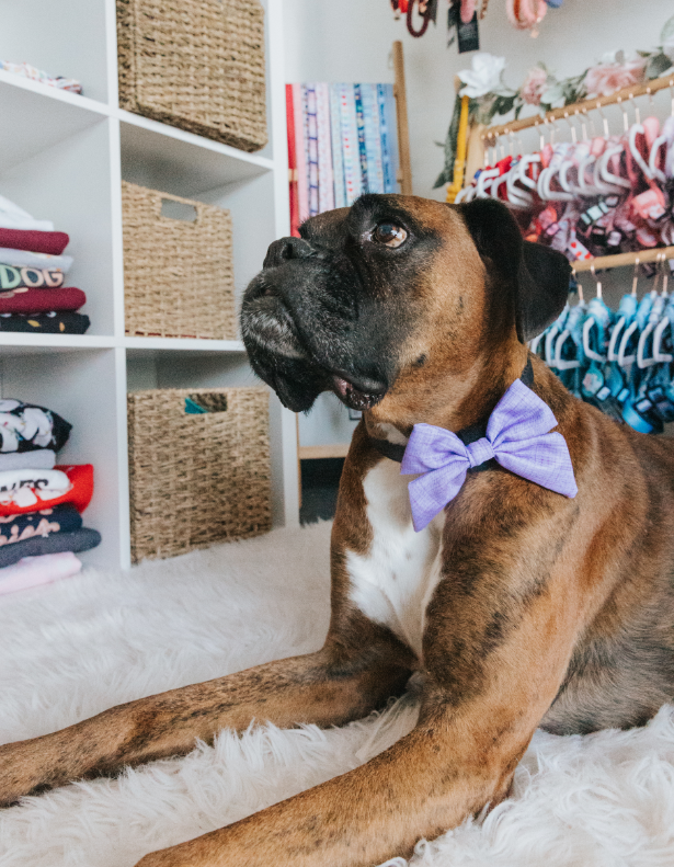 Dog Sailor Bow - Aurora