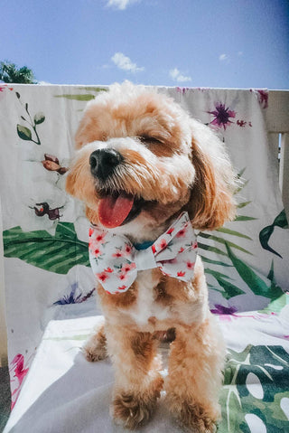 Dog Bowtie - Sakura