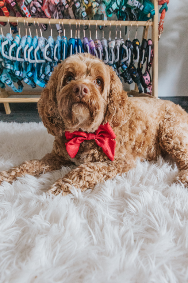 Dog Sailor Bow - Merlot