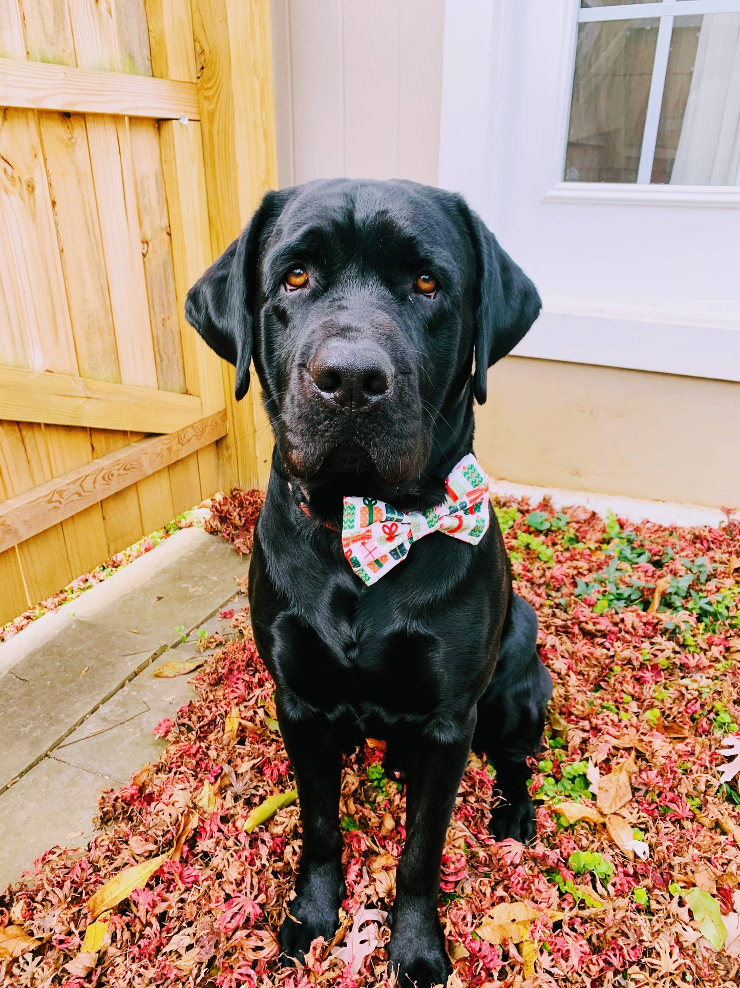 Bright pink bowtie for pets, attachable to most size collars